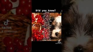 DLOG:Did you know? CRANBERRIES