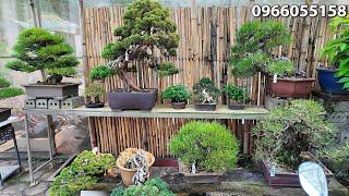 Báo giá dàn Bonsai Nhật Bản đẹp như Tranh ở Hà Nội