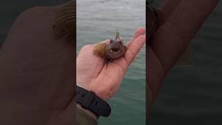 Рыбалка в Сочи, морская рыба, ловля на спиннинг, чёрное море