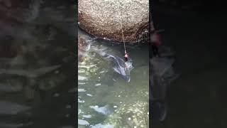 catch fish technique unbelievable fishing technique Amazing Rural Asian fishing  Phann Phuy Fishing