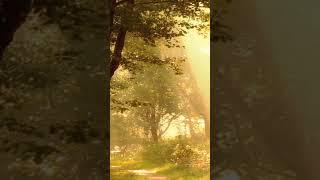 #relaxing #soothe #for #meditationmusic #nature #music for relaxation#meditationmusic #siri vishnu