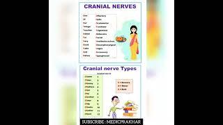 Anatomy Mnemonics #Shorts