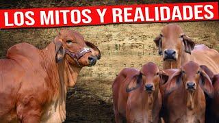  Ganado BRAHMAN ROJO Mitos y Realidades  Ganado De Engorde