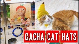 The Japanese way to annoy cats | CAT GACHAPON