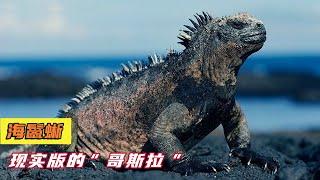 marine iguana 海鬣蜥 现实版哥斯拉，神奇的史前动物！如果遭遇日本核污水，能否成功变异？