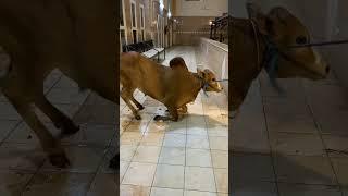 Amazing Baladi cow video #beautful #cow #shorts #foryou #viralvideo