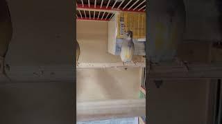 песня амадины гульда #амадины #ladygouldianfinch #ladygouldian#амадиныгульда#shorts