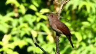 Bulbul nolasi albatda ko'ring 