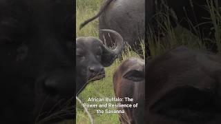 Why Are African Buffalo the Most RESILIENT Creatures in the Savanna?