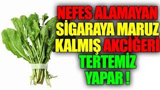 Sigaradan Nefes Alamayan Akciğerleri Tertemiz Yapan Bitki Tüketimi Nasıl Olmalı ?