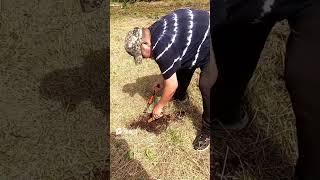 Allotment Metal Detecting #shorts #subscribe