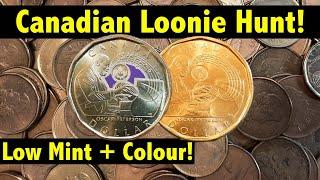 Coin Roll Hunting $1,000 in Canadian Loonies - Snagged some Low-Mintage and Colour!