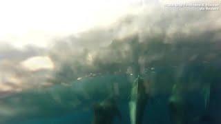 WEB EXTRA: Dolphins Swimming Captured By Underwater Camera