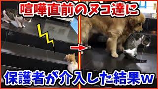 【2ch動物スレ】喧嘩寸前のネッコ達を見かねたイッヌ→力技で解決してしまうwww