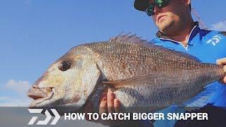 Daiwa: Catching bigger snapper with spin reel