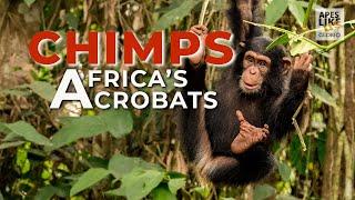 Chimpanzees: Africa's Arboreal Acrobats