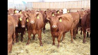 John Heatwole 850# Red Angus X Heifers