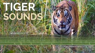 Tiger roar. The sound of a Bengal tiger roaring at night in a forest in Nepal