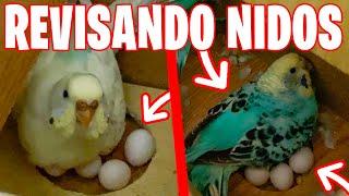 REVISANDO NIDOS DE PERIQUITO