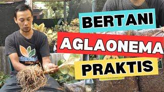 SIMAK!!! BERTANI PRAKTIS!!! #garden #tanamanhias #video #trending