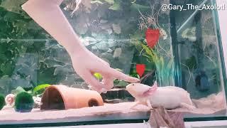 Axolotl likes being pet