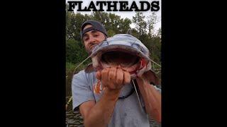 HUGE Flathead Catfish: Mississippi River, Minnesota - Northwoods Angling