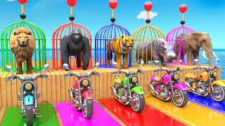 Elephant Lion Hippo Tiger Gorilla 3d Animal Long Slide Game Funny 3d Paint Animals Cage Game Video