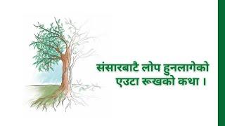 The Talking Tree | बाेल्ने रूख‍ | Maire’s Yew