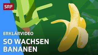 Warum ist die Banane krumm? | Erklärvideos für Kinder | SRF Kids – Kindervideos