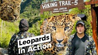 Leopards In Action At Hiking Trail 5 Margalla Hills Islamabad.