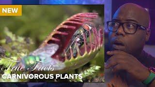 True Facts: Carnivorous Plants | Ze frank Reaction