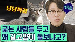 [나응식의 냥냥특집] 길고양이와 캣맘&캣대디를 향한 오해와 진실