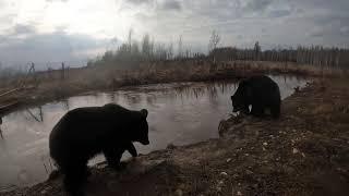 Медведи решили моржеваться.