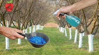 Blue stone - natural and effective for protecting fruit trees from diseases