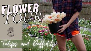 APRIL CUT FLOWER UPDATE: MORE TULIPS AND DAFFODILS!