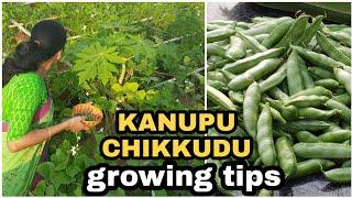 Heirloom short beans growing tips/ కణుపు చిక్కుడు పెంపకం #madgardener #gardening #broadbeans