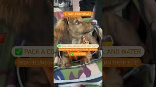 HERE'S A QUICK GUIDE THAT YOU MAY WANT TO CHECK OUT!  #DACHSHUND #DACHSHUNDSOFYOUTUBE