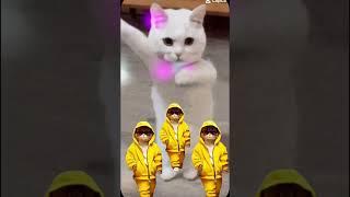 #gatos dançarinos