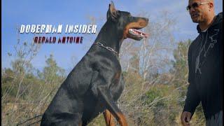 The Ultimate Guide to Doberman Care & Training