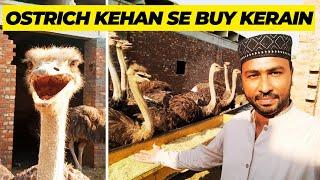 Where to Buy Ostrich in Pakistan? | Ostrich Farming In pakistan | Where to buy ostrich Egg?