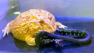 Viper snake in my stomach | Pacman frog , African bullfrog【LIVE FEEDING】【ツノガエル】