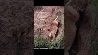 Most Daring Lioness Rescue Cub    #animals #lion #discovery #trending #goviral