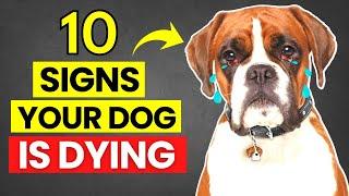 Top 10 Signs Your Dog is Dying | Symptoms and Reasons for Different Diseases in Dogs