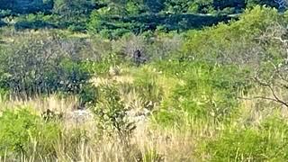 Monster Buck hit with Rock from 60 yrds