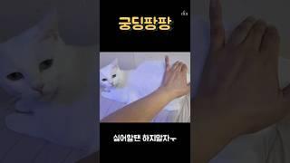 고양이가 화난 이유(궁딩팡팡)#shorts