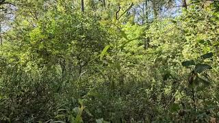 A Woodland Management Moment: Bottomland Forests
