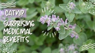 Catnip Herb: Discover the Surprising Medicinal Benefits of Catnip Herb