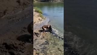 Lion Vs Crocodile #lion #vs #crocodile #how #to #attack #short #shorts #how #elephant #youtubeshorts