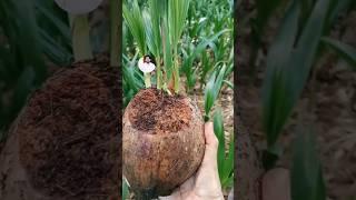 coconut plants ️#foryou #agriculture #viral #shortsvideo #youtubeshorts #farmer #sport #agrivologs