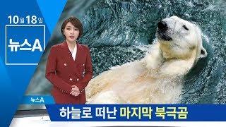 “잘 가 통키야”…국내 마지막 북극곰 하늘나라로 | 뉴스A